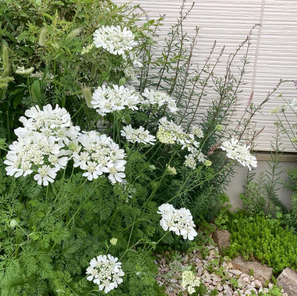 実際に植えて4年 リナリアパープレアの魅力や育て方まとめ うさぎの調べ