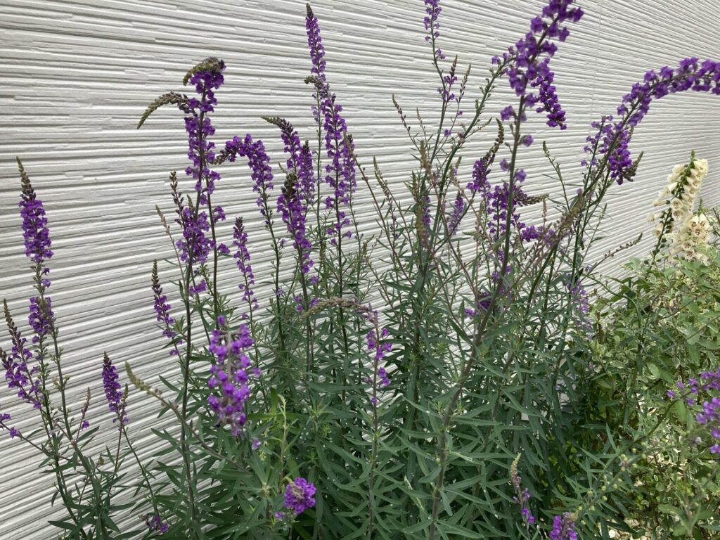 実際に植えて4年 リナリアパープレアの魅力や育て方まとめ うさぎの調べ