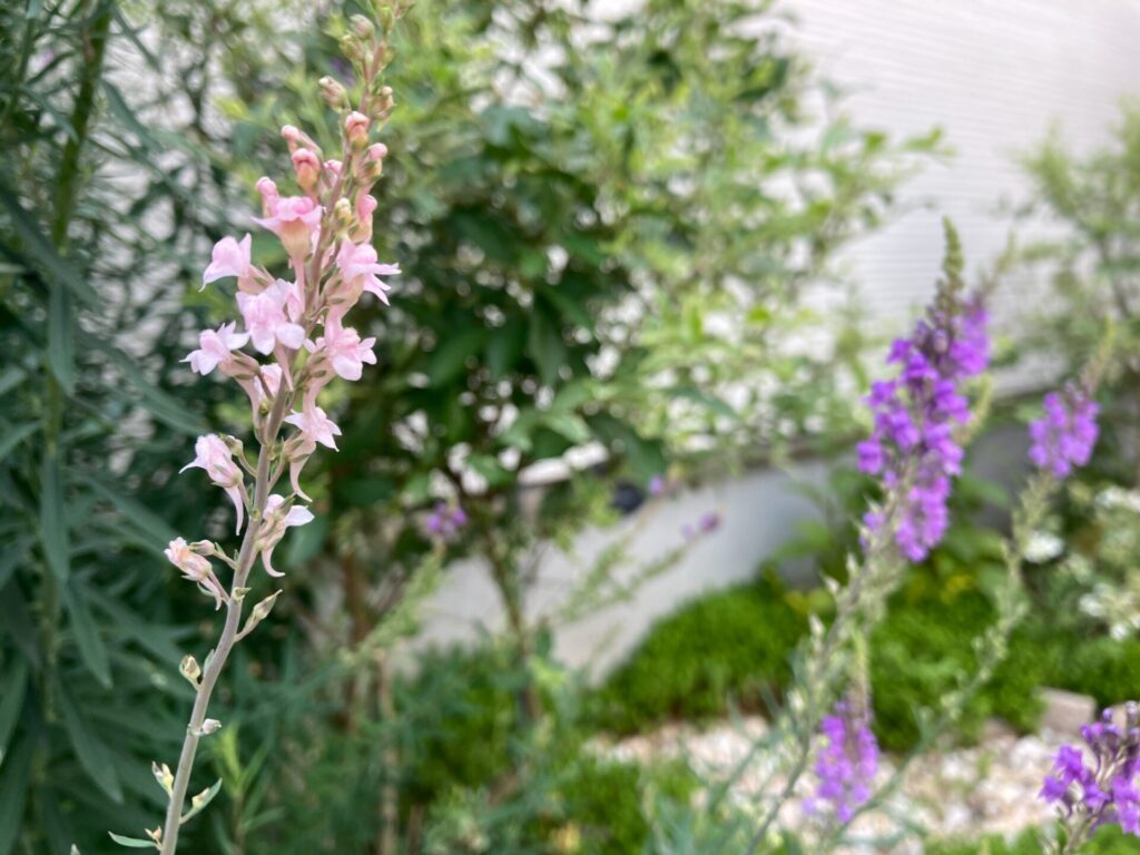 実際に植えて4年 リナリアパープレアの魅力や育て方まとめ うさぎの調べ