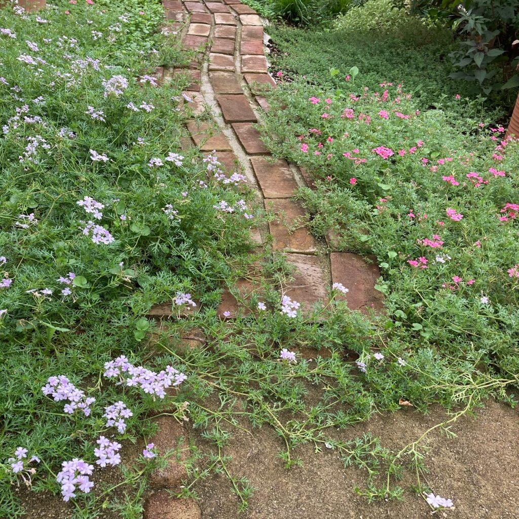 実際に植えて4年 リナリアパープレアの魅力や育て方まとめ うさぎの調べ