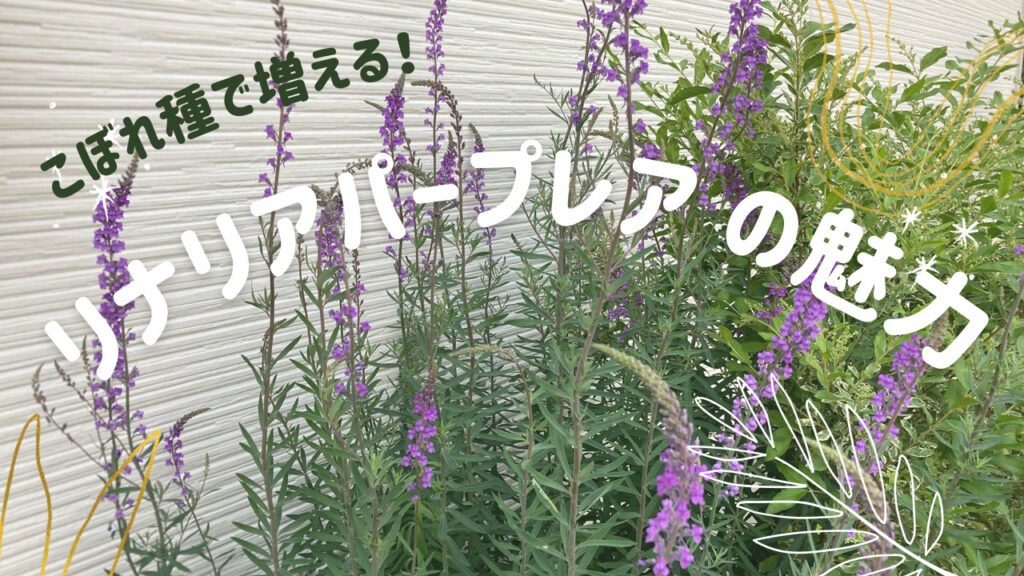 実際に植えてわかった リナリアパープレアの魅力や育て方 おすすめポイント うさぎの調べ